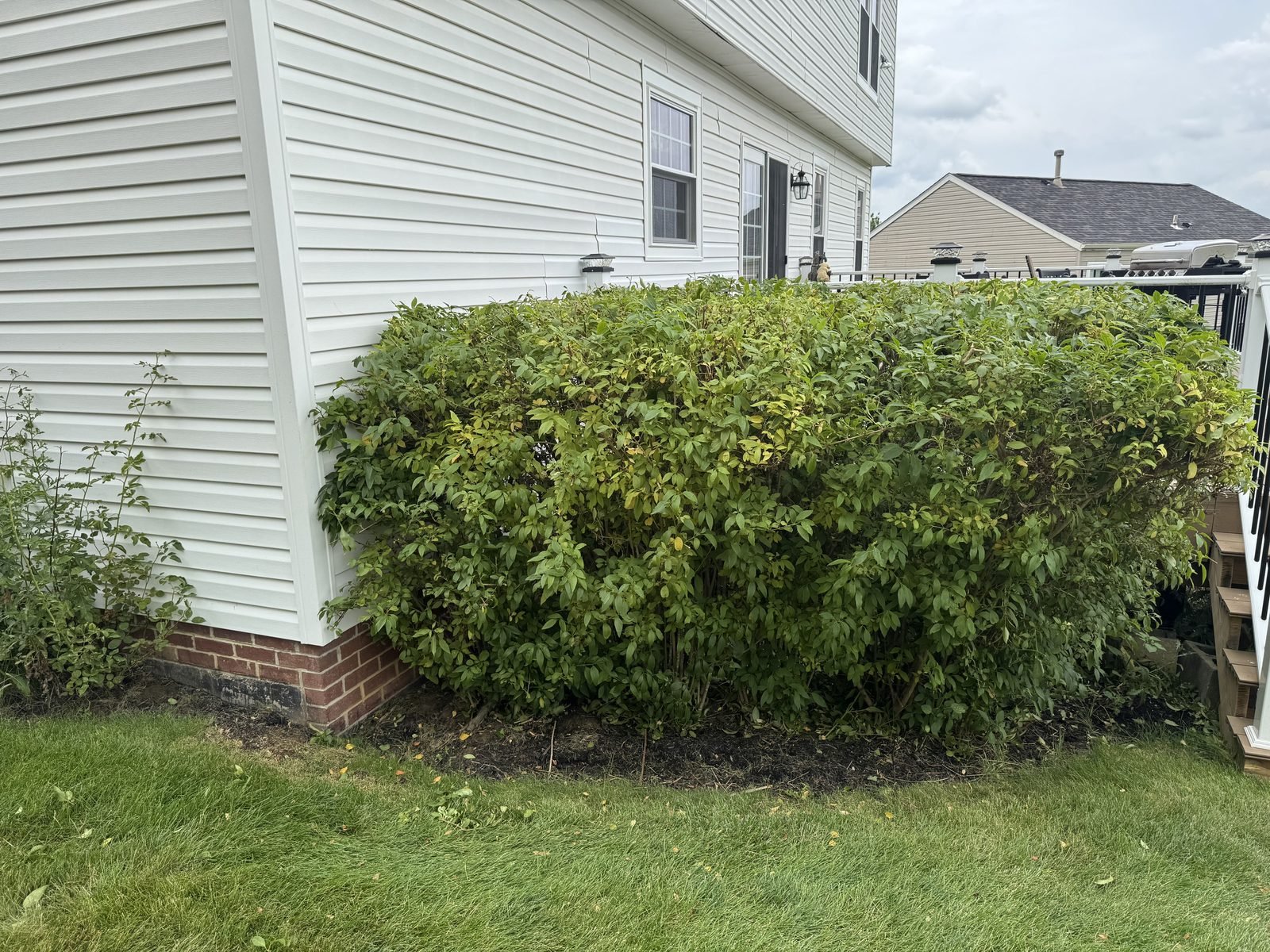 Overgrown hedge line before a seasonal cleanup